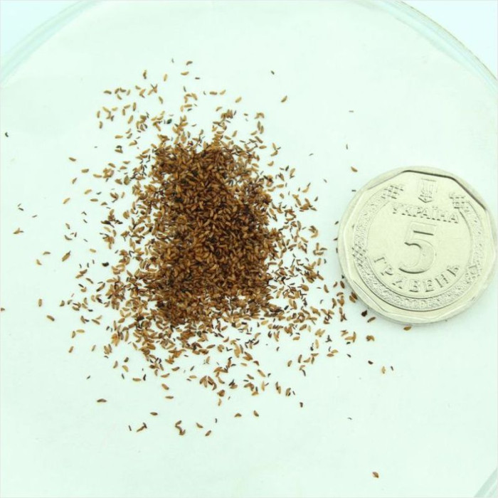 Семена рододендрона Альбрехта