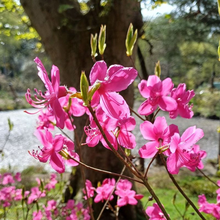 Семена рододендрона Альбрехта