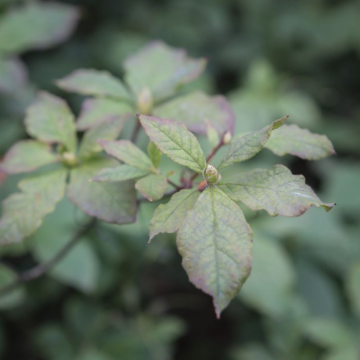 Семена рододендрона Альбрехта