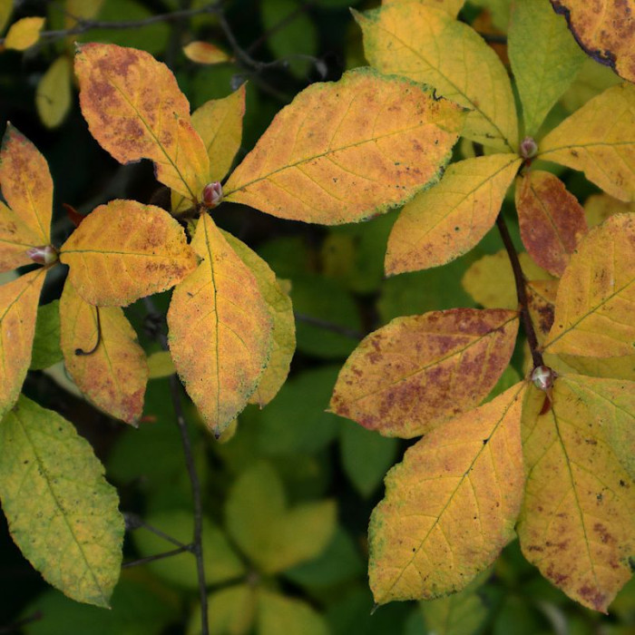 Семена рододендрона Альбрехта
