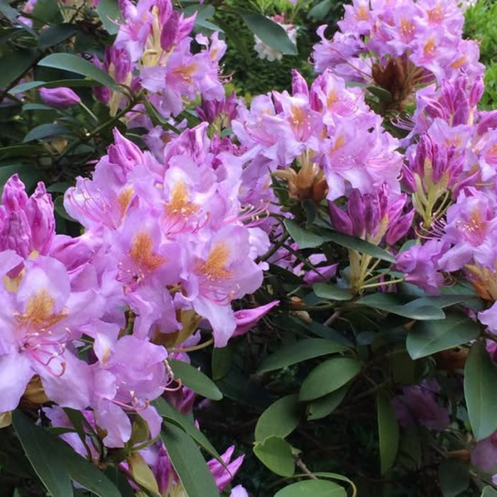 Rhododendron decorum seeds