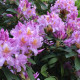 Rhododendron decorum seeds