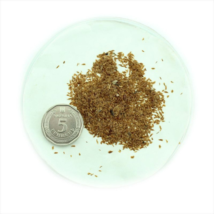 Rhododendron decorum seeds