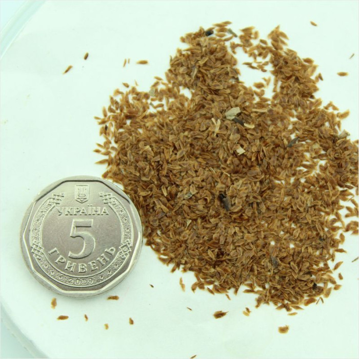 Rhododendron decorum seeds
