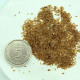 Rhododendron decorum seeds