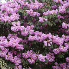 Rhododendron decorum seeds