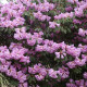 Rhododendron decorum seeds