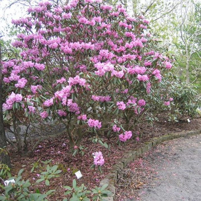 Rhododendron decorum seeds