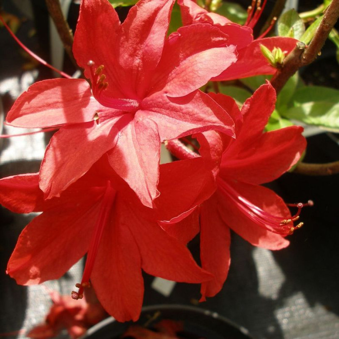 Rhododendron (azalea) «Nabucco»