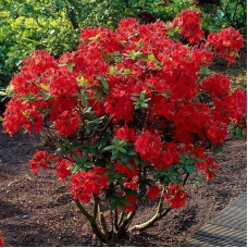 Rhododendron (azalea) «Nabucco»
