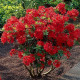 Rhododendron (azalea) «Nabucco»