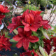 Rhododendron (azalea) «Nabucco»