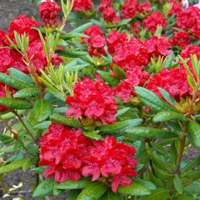 Rhododendron (azalea) «Nabucco»