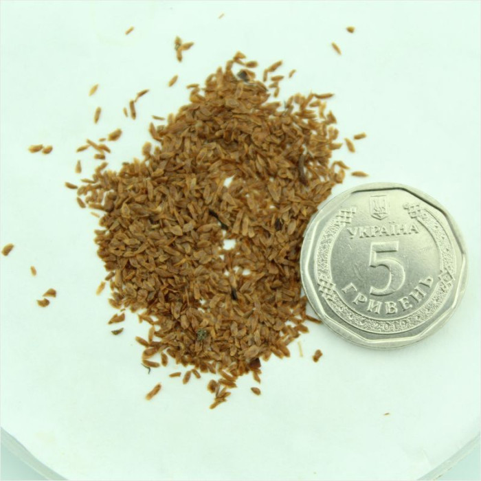 Rhododendron sutchuenense seeds