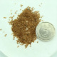 Rhododendron sutchuenense seeds