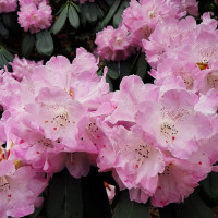 Rhododendron sutchuenense seeds