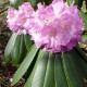 Rhododendron sutchuenense seeds