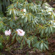 Rhododendron sutchuenense seeds