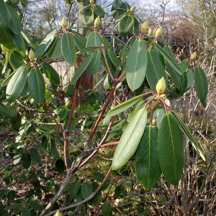 Rhododendron sutchuenense seeds