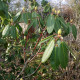 Rhododendron sutchuenense seeds