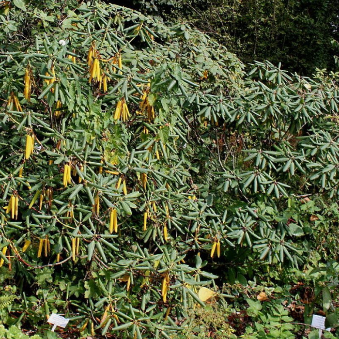 Rhododendron sutchuenense seeds