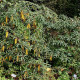Rhododendron sutchuenense seeds