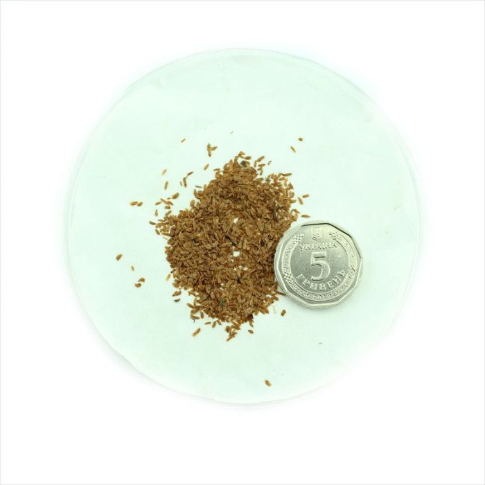 Rhododendron sutchuenense seeds