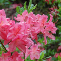 Rhododendron pink seeds «Flore Roseum» 