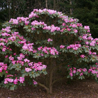 Rhododendron seeds «Farges»