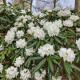 Rhododendron seeds «Hyperythrum»