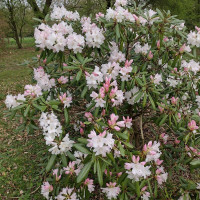 Rhododendron seeds «Hyperythrum»