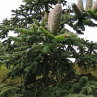 Algerian fir seeds
