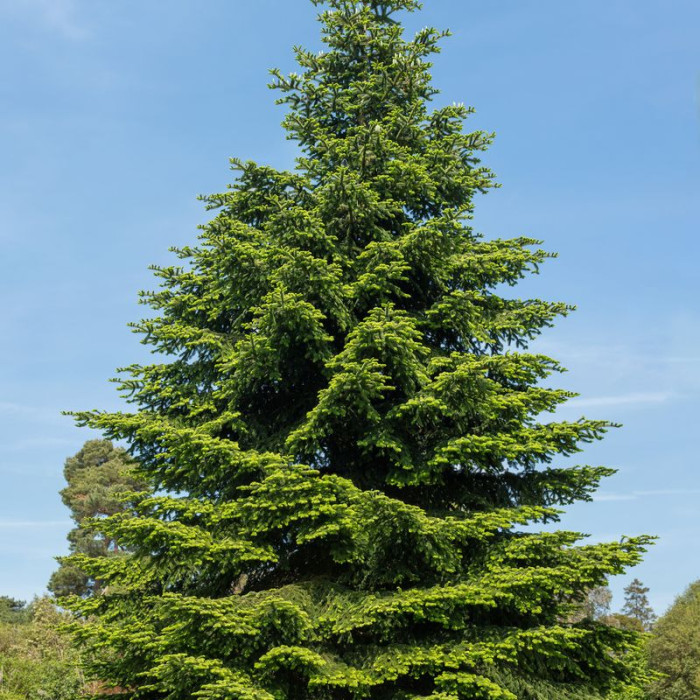 Spanish fir seeds