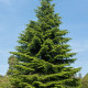 Spanish fir seeds