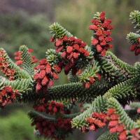 Spanish fir seeds