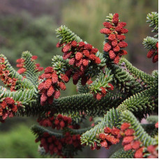 Spanish fir seeds