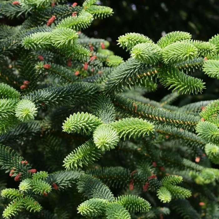 Spanish fir seeds