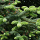 Spanish fir seeds