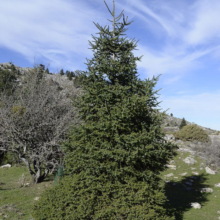 Spanish fir seeds