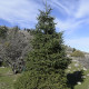 Spanish fir seeds