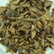 Spanish fir seeds