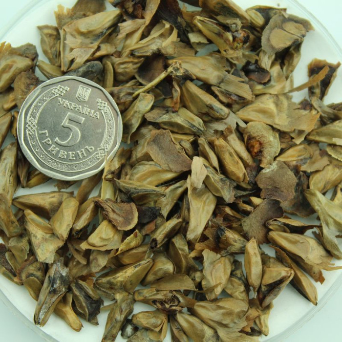 Spanish fir seeds