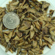 Spanish fir seeds