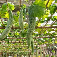 Snake gourd seeds