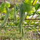 Snake gourd seeds