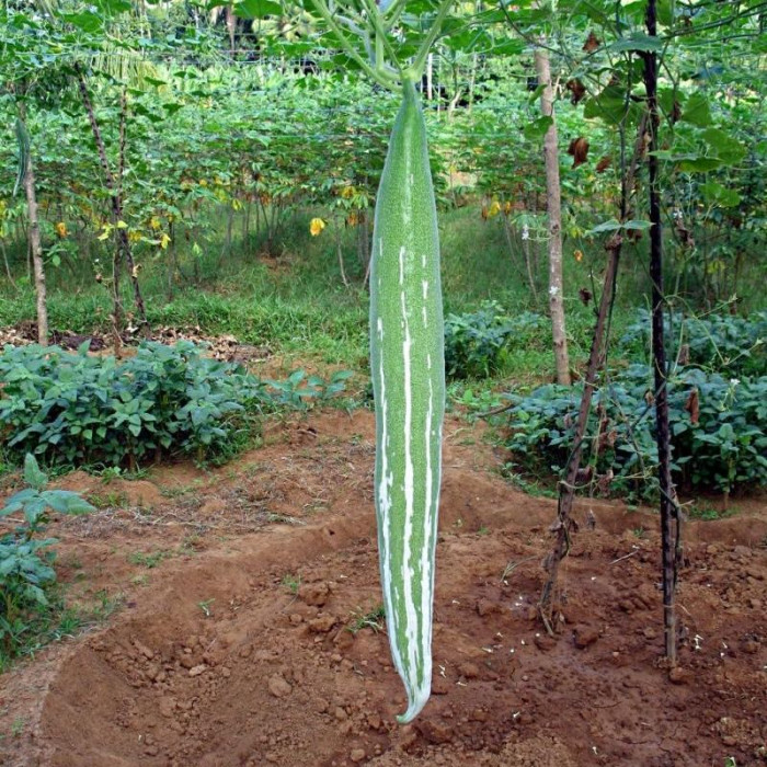 Snake gourd seeds