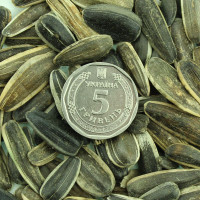 Sunflower seeds «Striped delicacy»