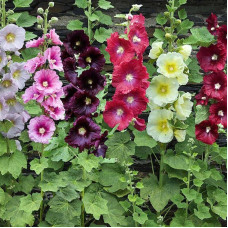 Mallow seeds «Non-Double Mix»