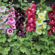 Mallow seeds «Non-Double Mix»