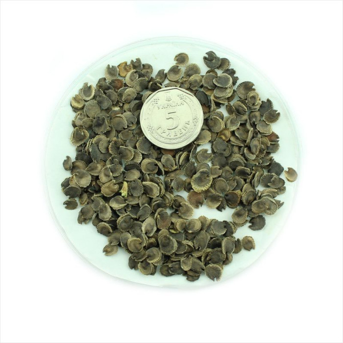 Mallow seeds «Non-Double Mix»